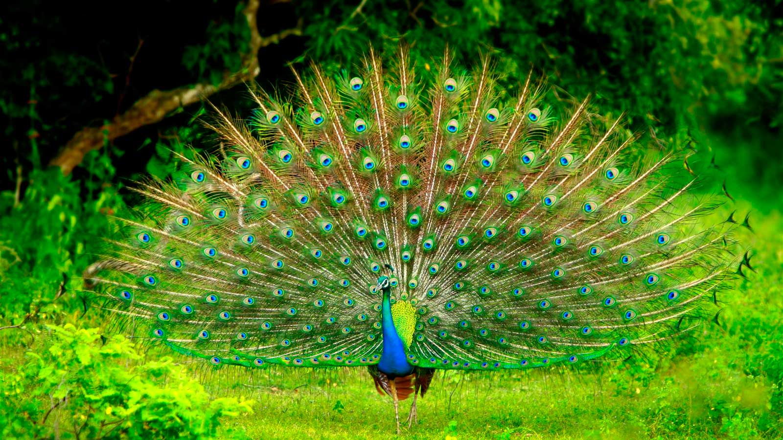 Wildlife Photography & Bird Watching